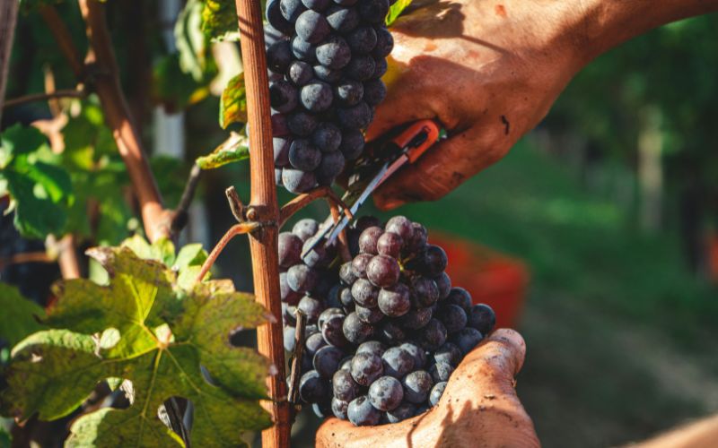Demystifying the Winemaking Process: Behind the Scenes of Artisan Wine Production - Millon Wines