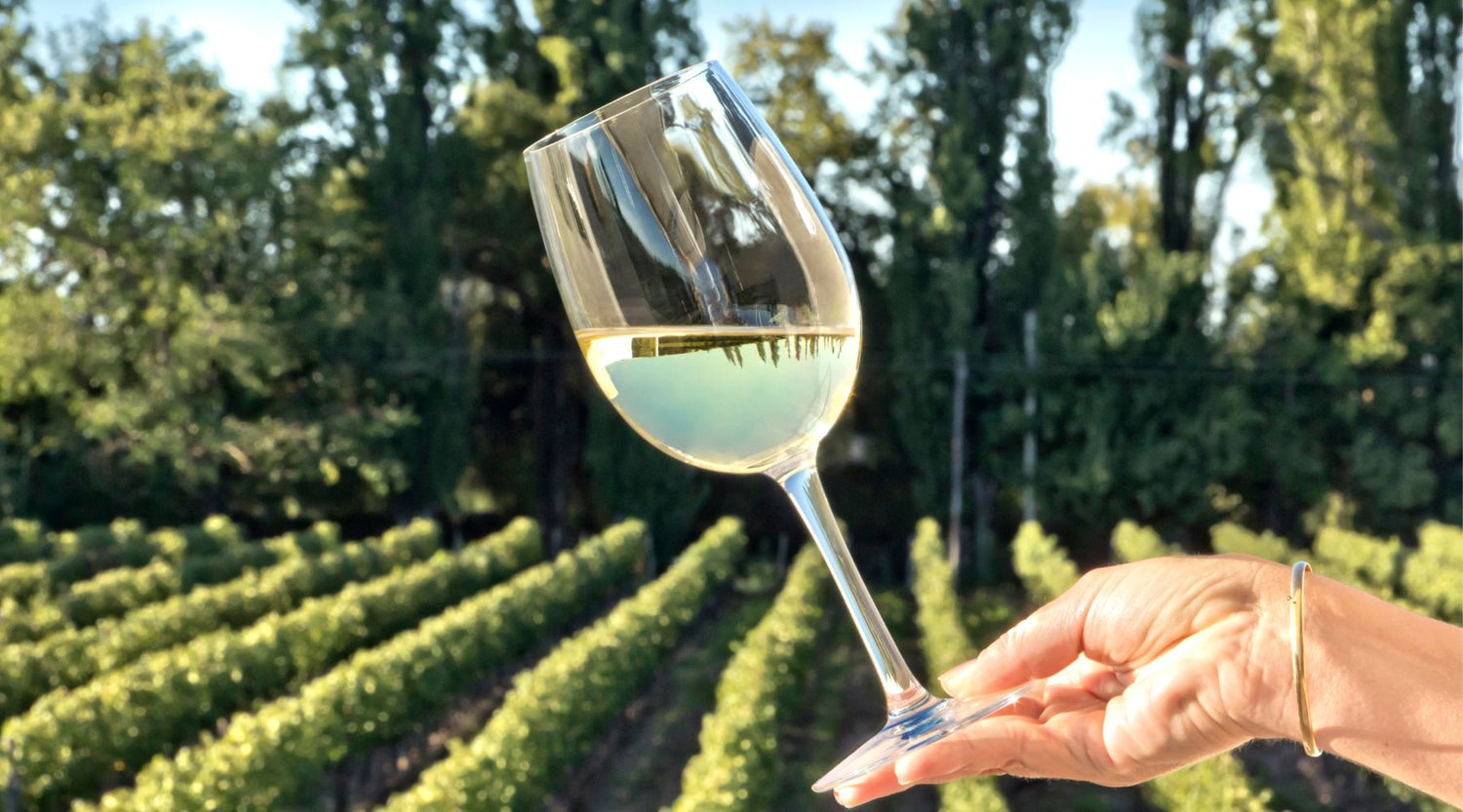 Pinot Grigio vs Sauvignon Blanc - Millon Wines