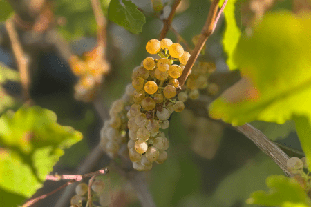 Botrytis Riesling: The Story Behind Australia's Best Sweet White Wine - Millon Wines