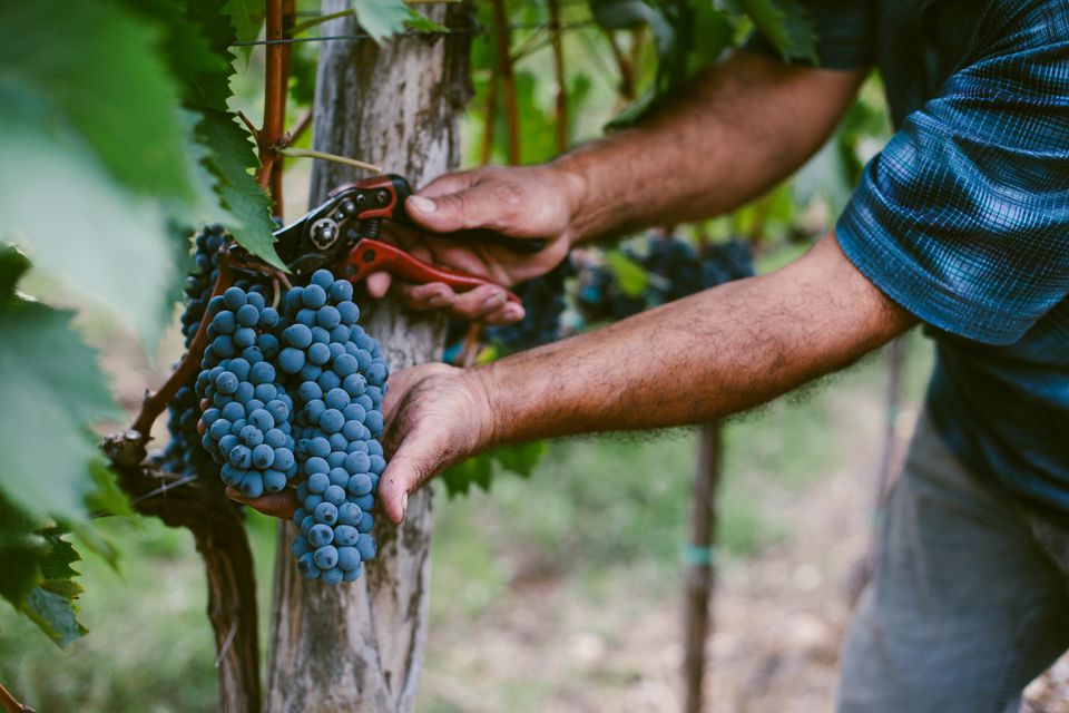 Discover the Rich Variety of Millon Wines' Grape Varieties & Blends with Millon Wines - Millon Wines