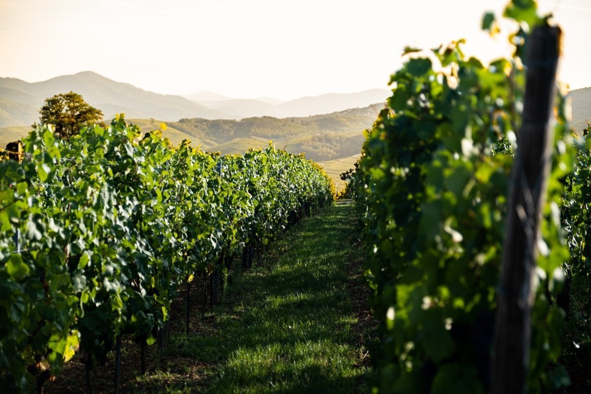 Discovering the Charms of Pinot Gris: Australia's Elegant White Wine - Millon Wines