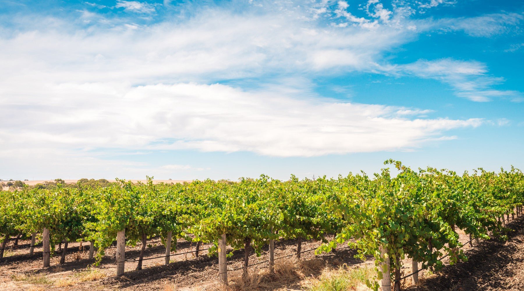 Discover Barossa and Eden Valleys Millon Wines