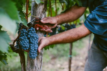 Primary, Secondary, and Tertiary Flavours in Wine Explained Article - Millon Wines