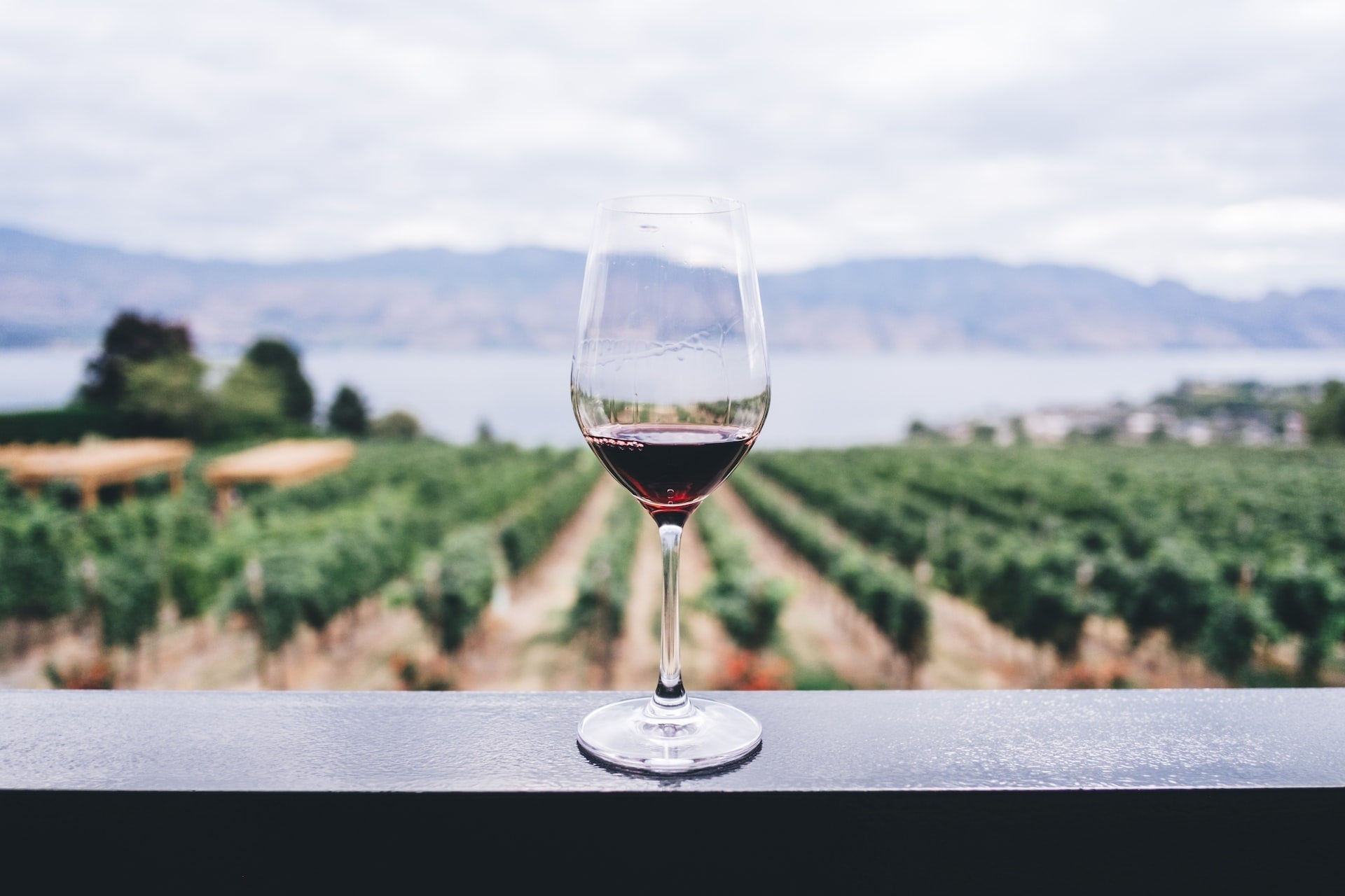 Should You Chill Your Pinot Noir? Find Out Here! - Millon Wines
