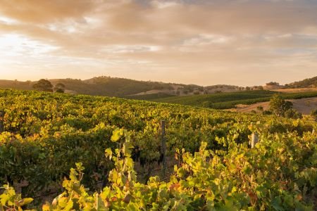 The Complete Guide to Winery Weddings in South Australia - Millon Wines