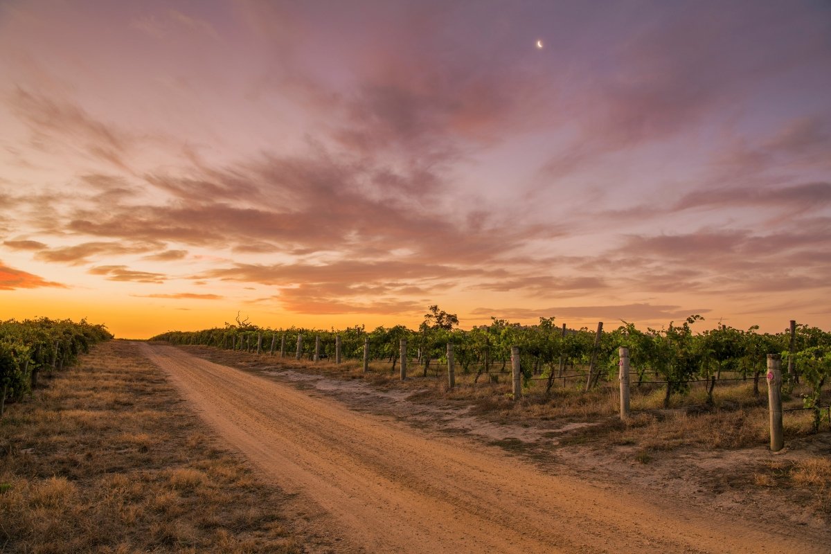 The Hidden Gems of South Australian Wineries: A Wine Lover's Road Trip - Millon Wines