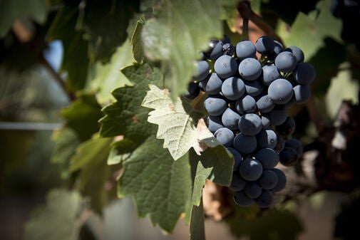 Understanding the Artisan Wine Crafting Process - Millon Wines