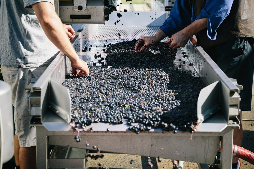 Unveiling the Mysteries of Winemaking: A Guide to Crafting Artisan Wines - Millon Wines