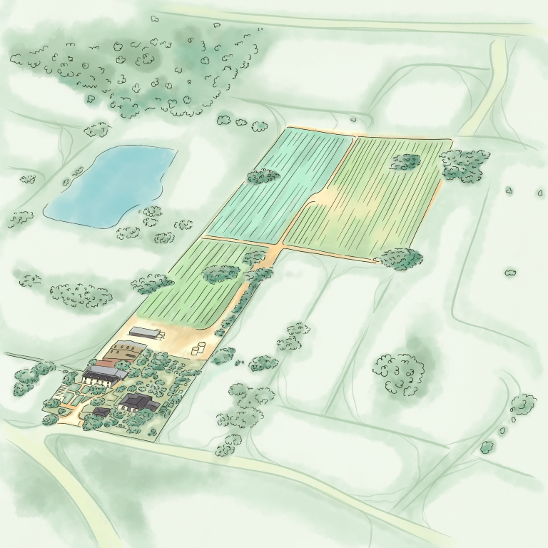 Digital illustration of Barossa Valley vineyard