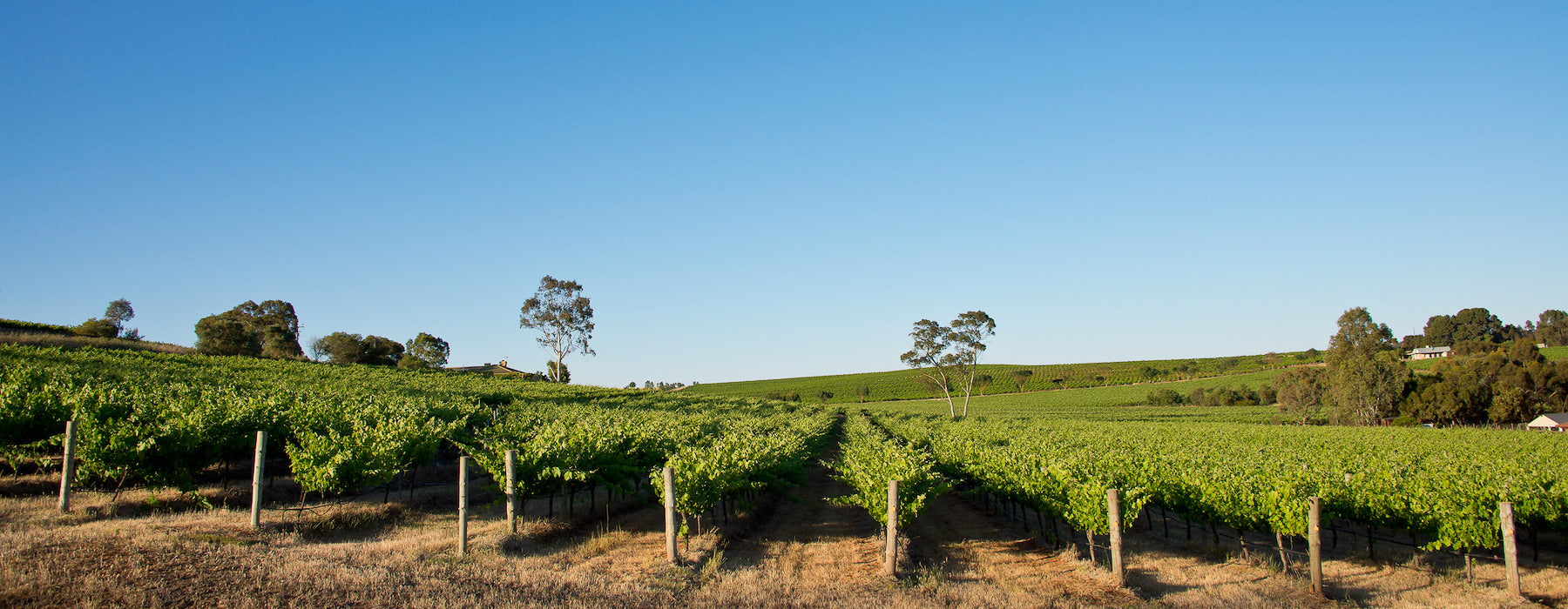 Green Barossa Valley vineyards with clear blue sky