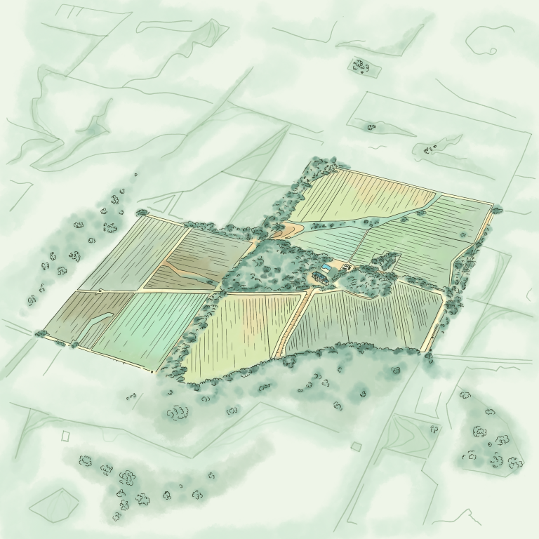 Digital illustration of Clare Valley Vineyard, South Australia