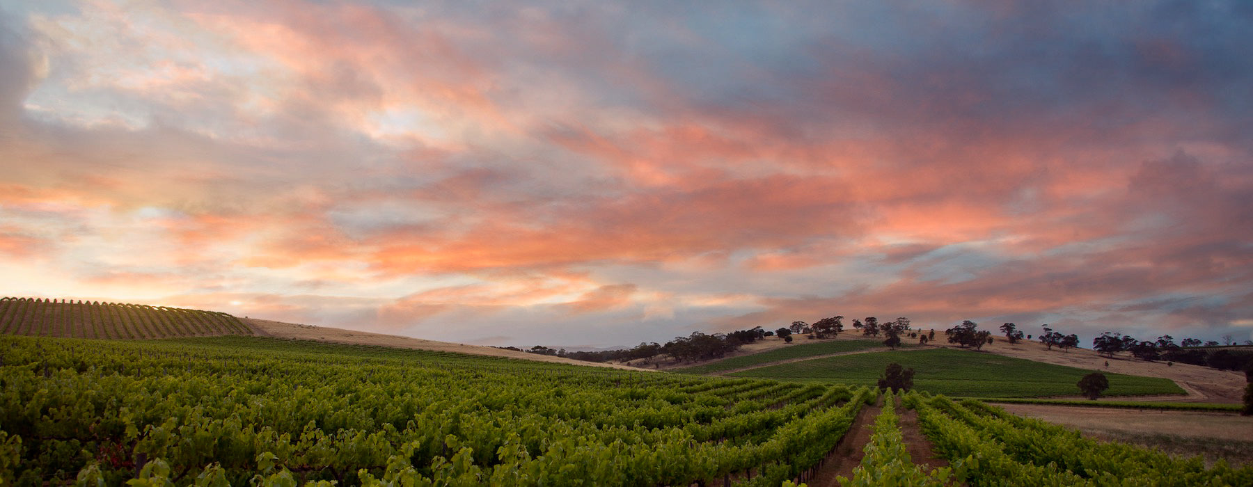 Clare Valley vineyard with pink and purple sunset