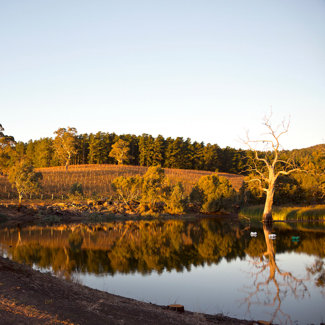 Vineyard with a river reflecting trees