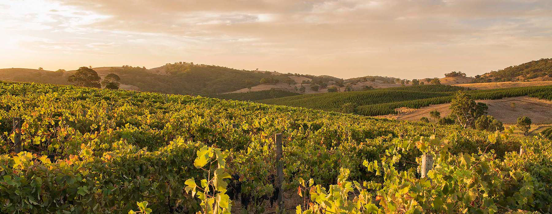 Eden Valley vineyard