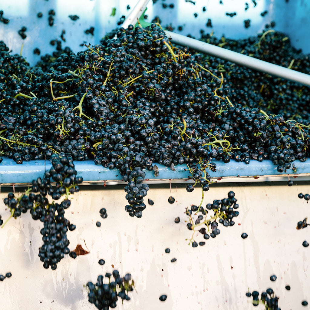 Wine grapes being poured into a tub