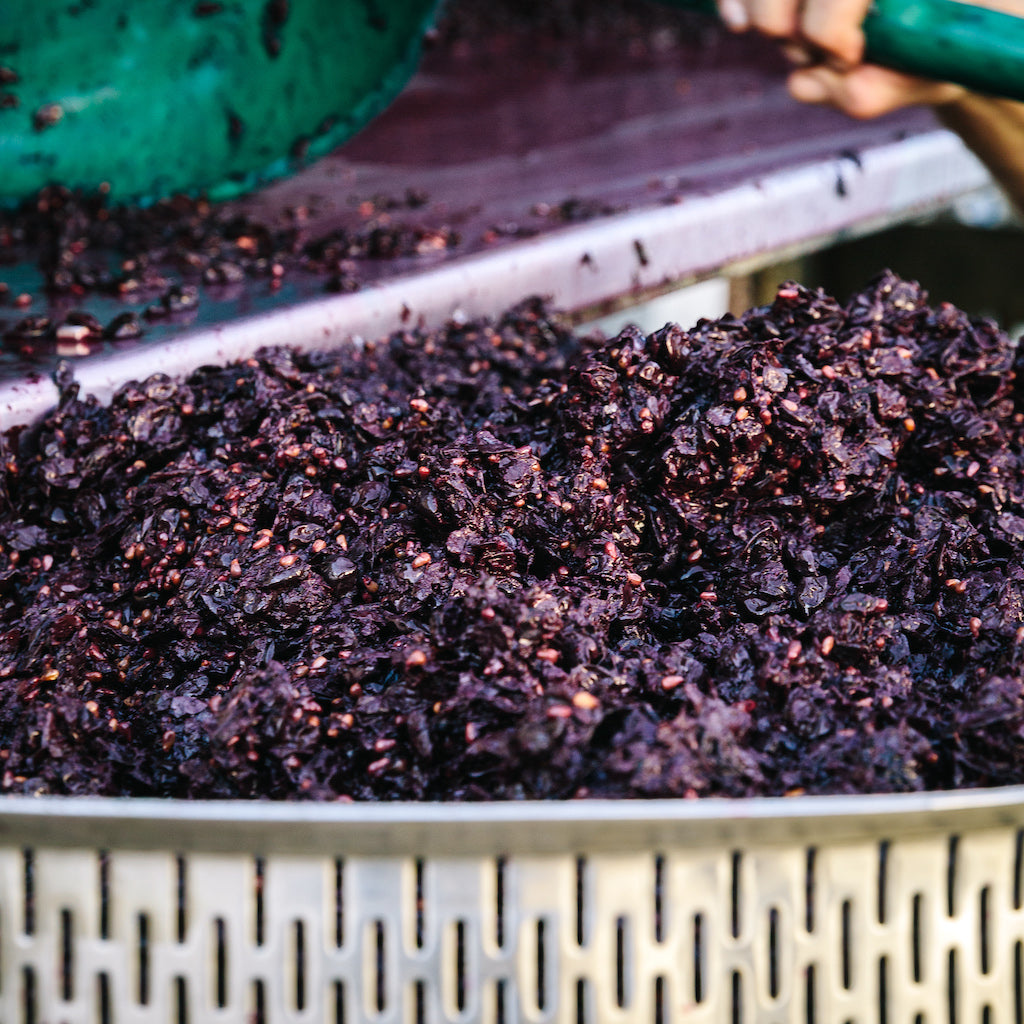 Crushed wine grapes