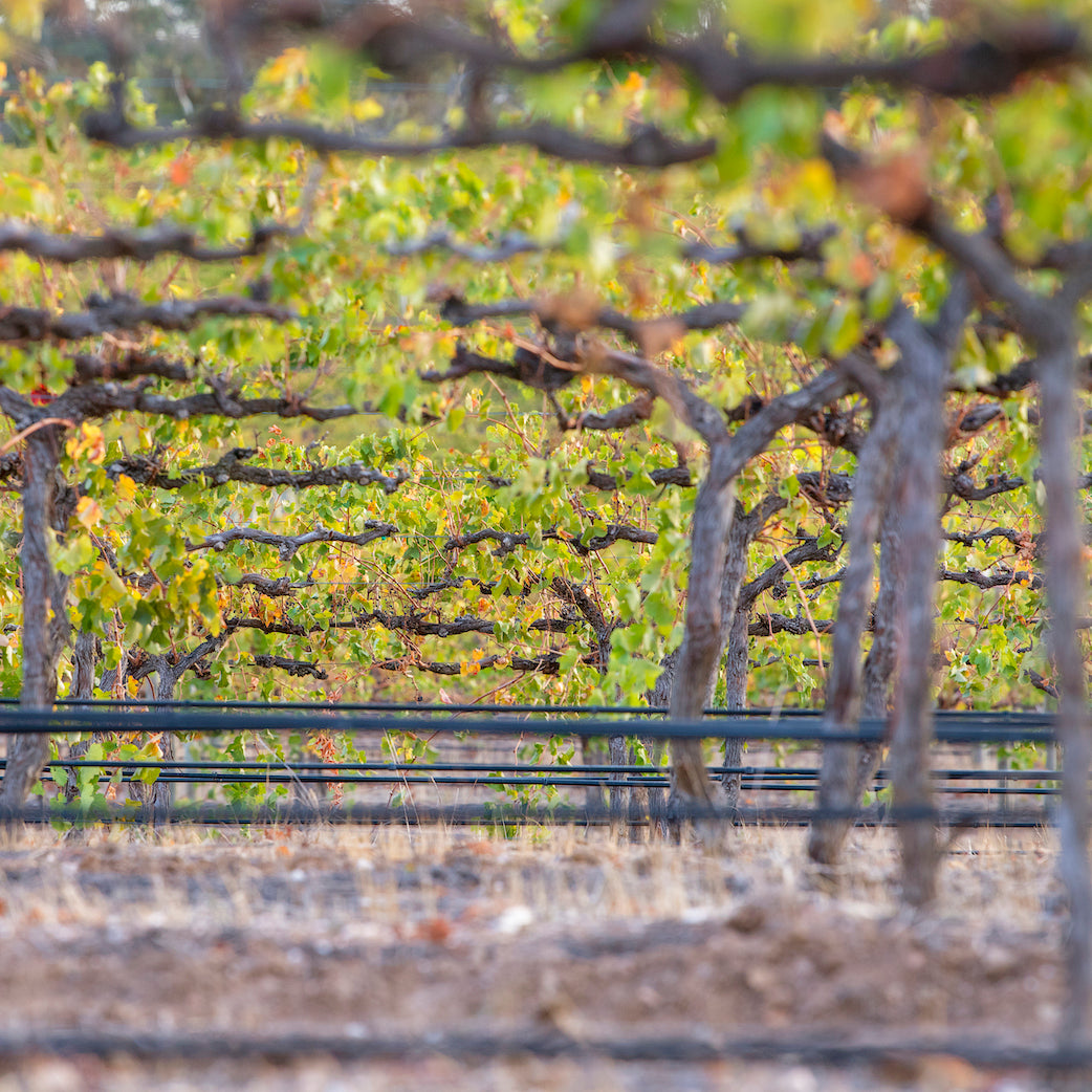 Ground-up angle shot of vineyard