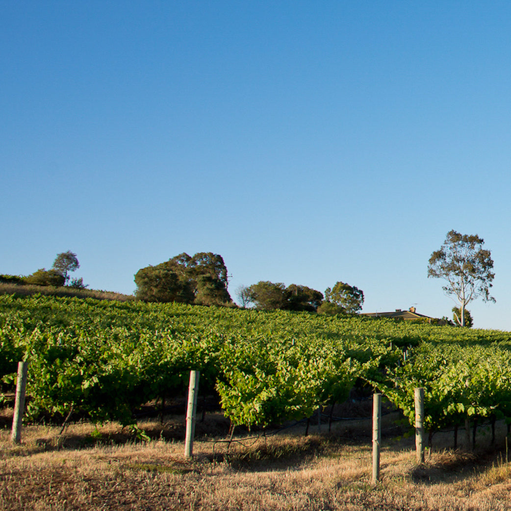 Barossa Valley vineyard with blue skies