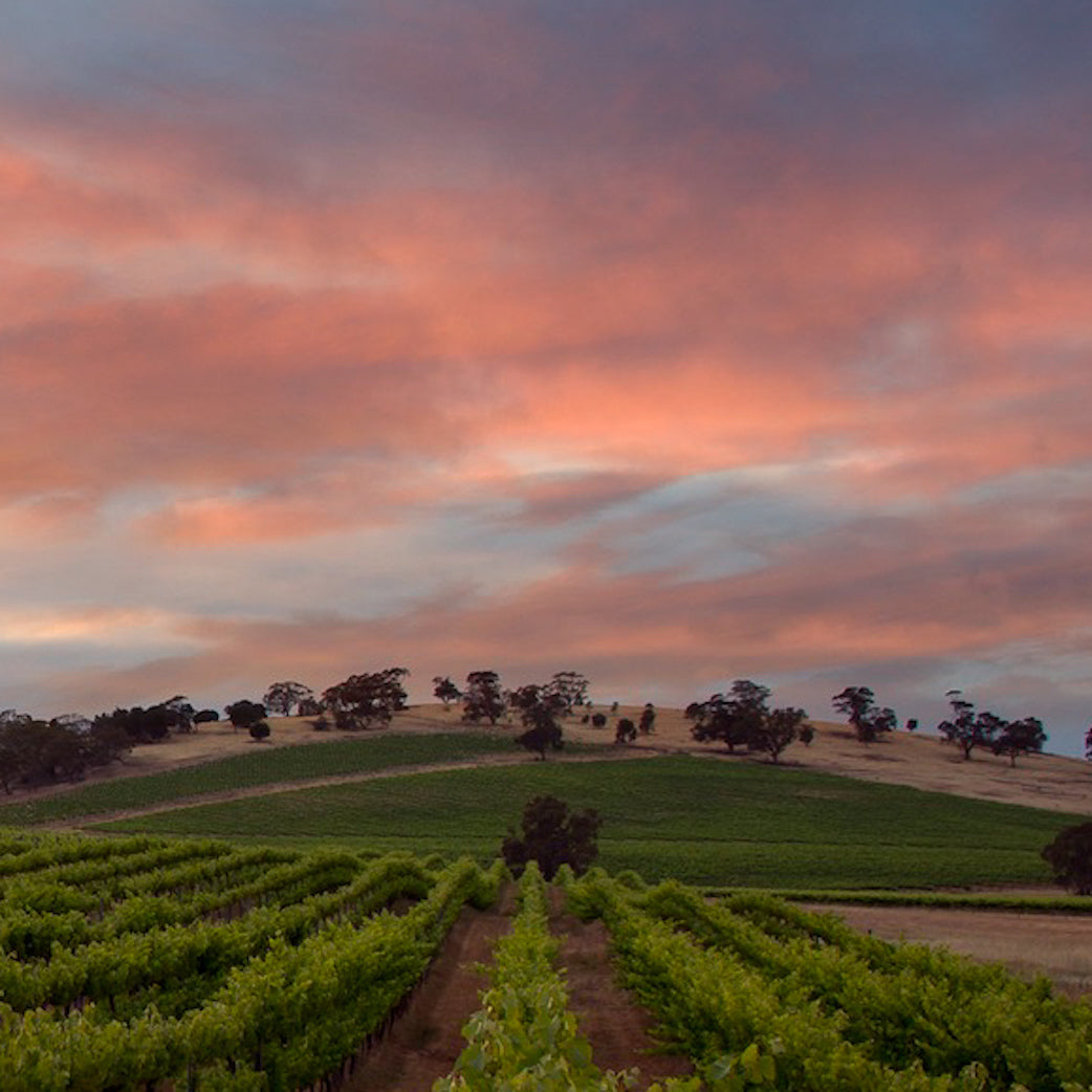 Clare Valley vineyard with pink and purple sunset