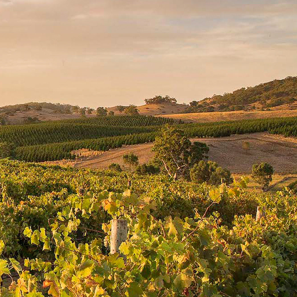 Eden Valley Vineyard