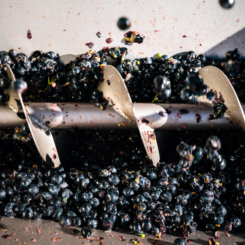 Wine grapes being churned