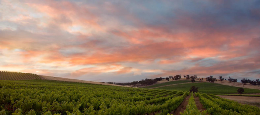 Clare Valley vineyard with pink and purple sunset