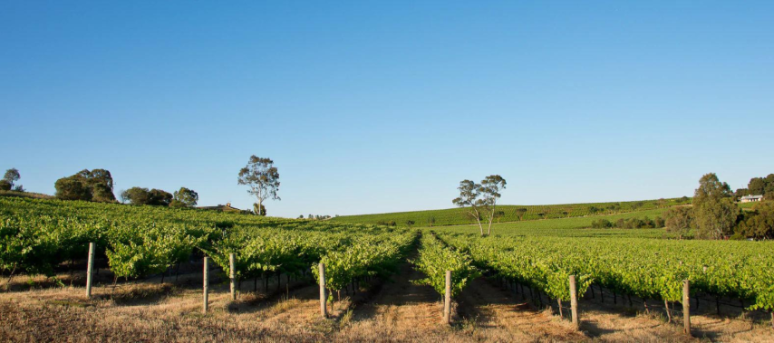 Green Barossa Valley vineyards with clear blue sky