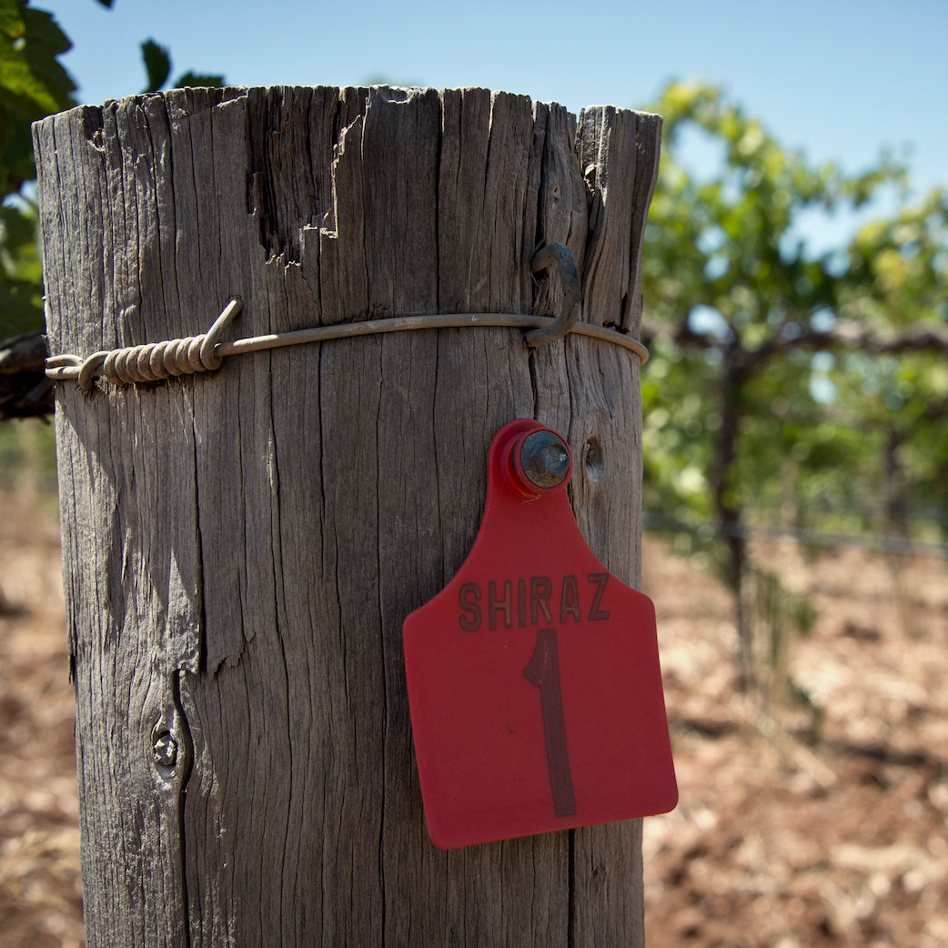 Shiraz row post and vine tag, Barossa Valley
