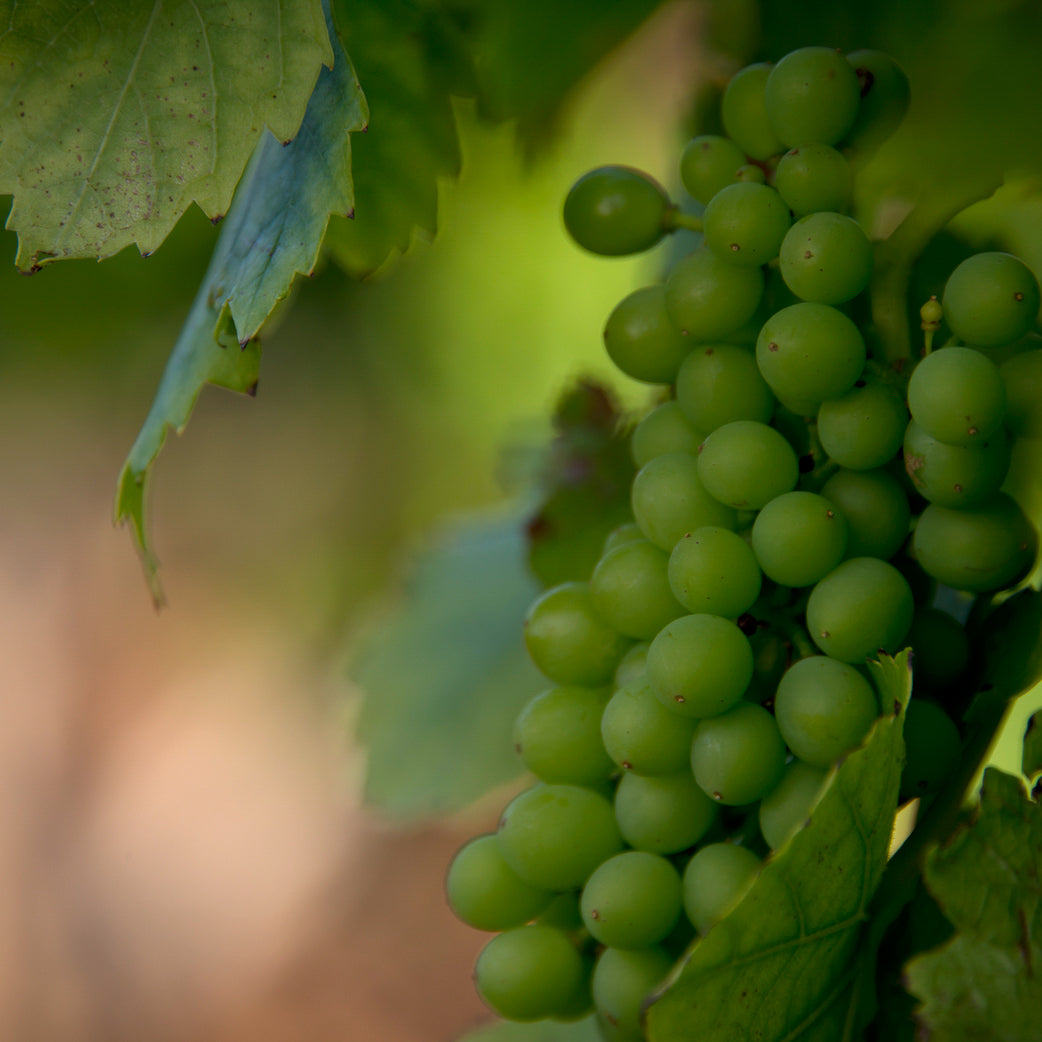 Bunch of green grapes amongst vine leaves
