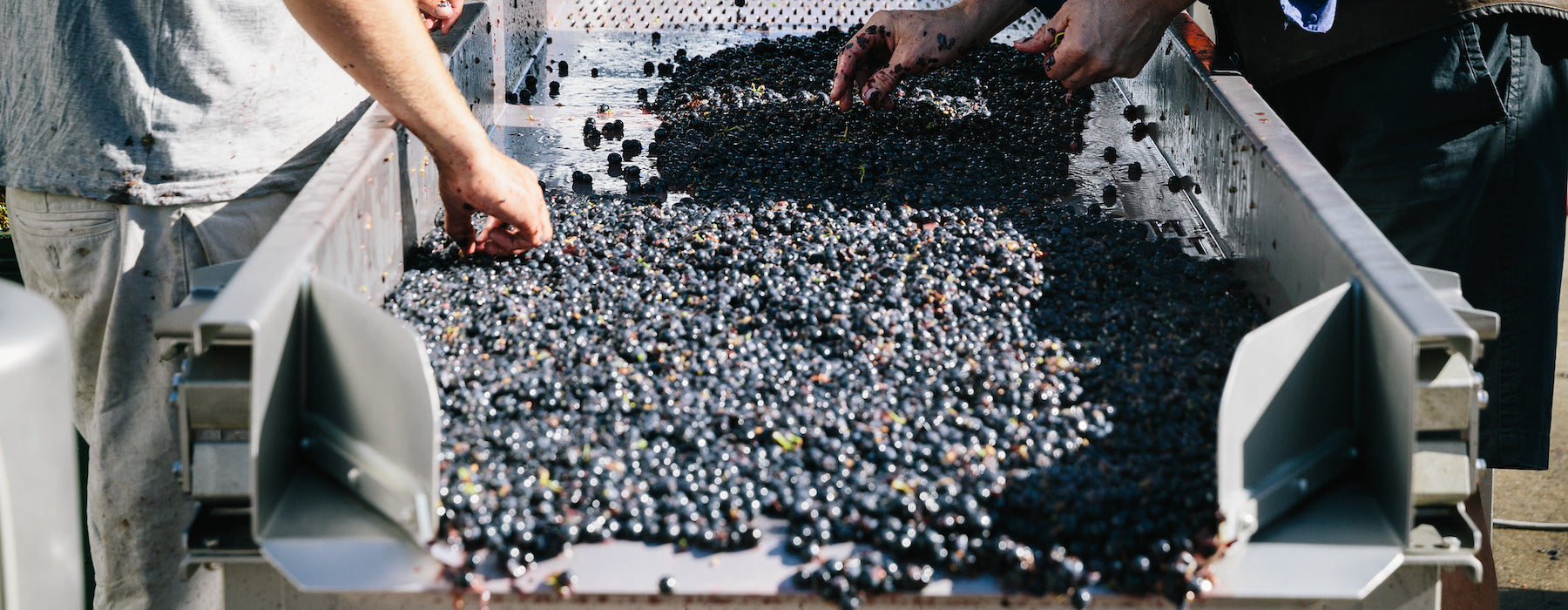 Hands sorting wine grapes